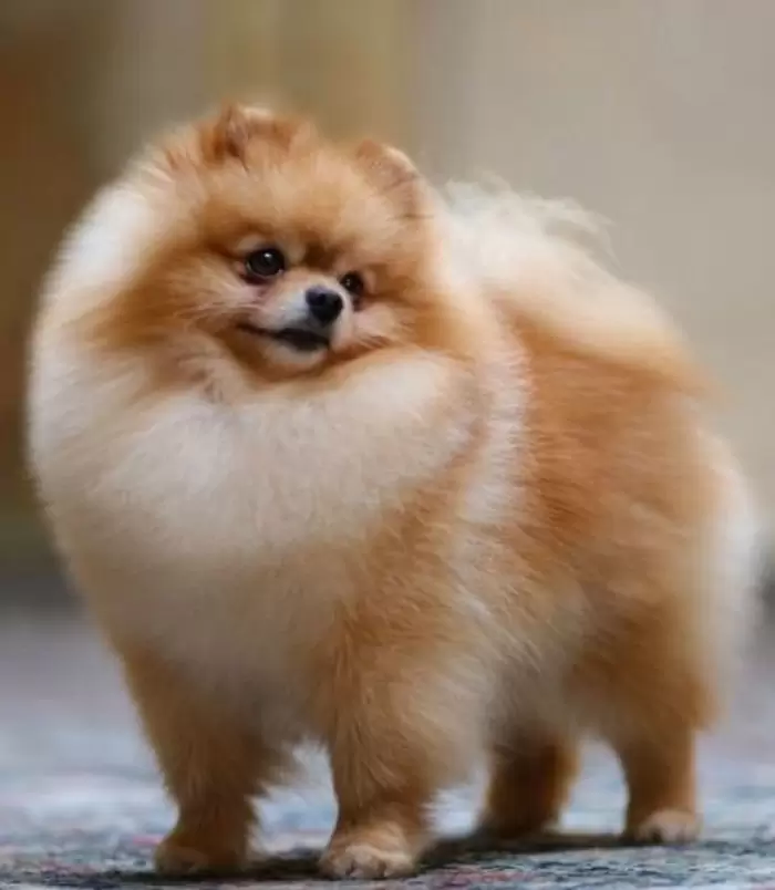 Cute lovely Pomeranian puppies for sale